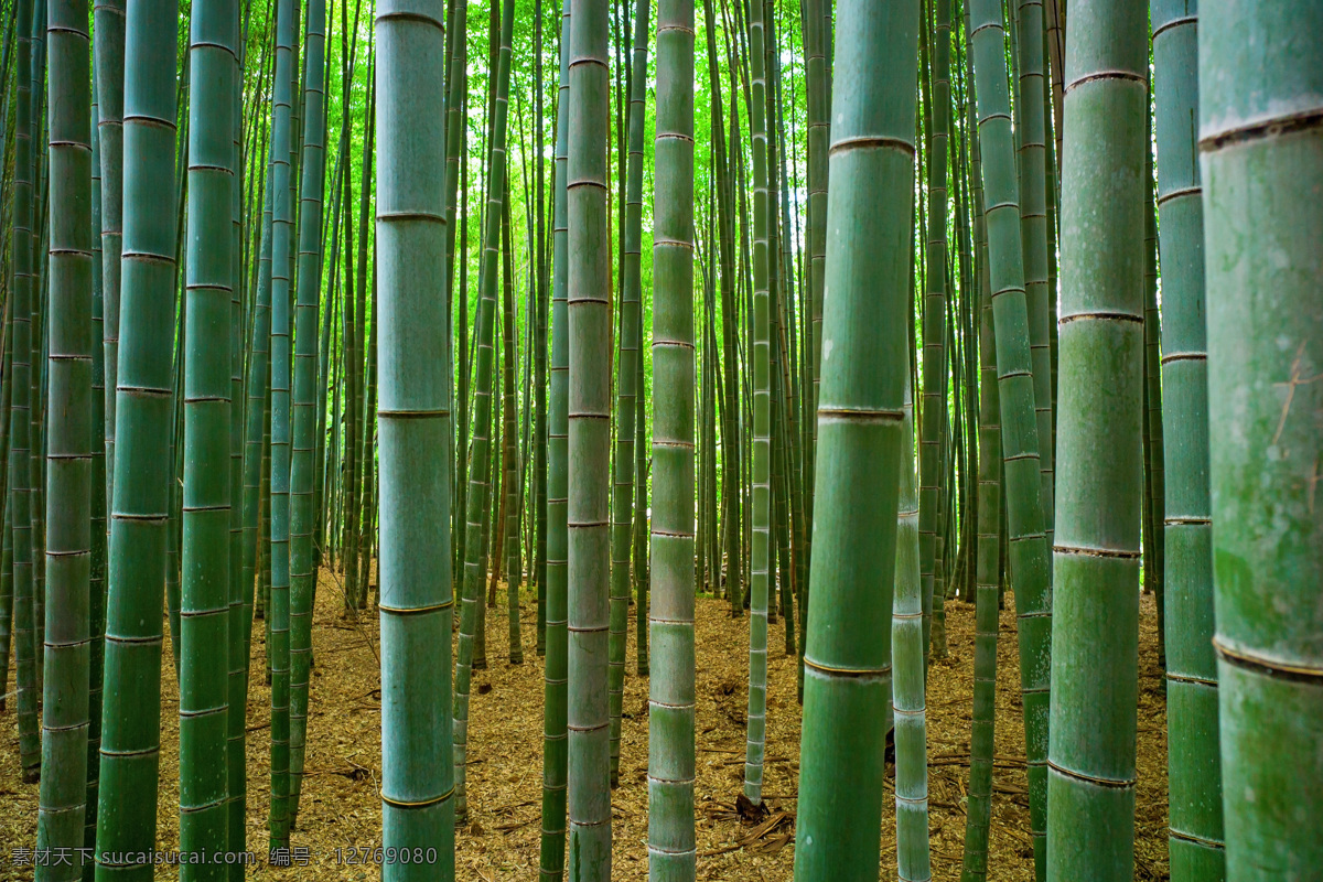 竹林景色摄影 绿竹 竹林风景 竹子 美丽竹林景色 美丽风景 自然美景 自然风景 自然景观 黑色