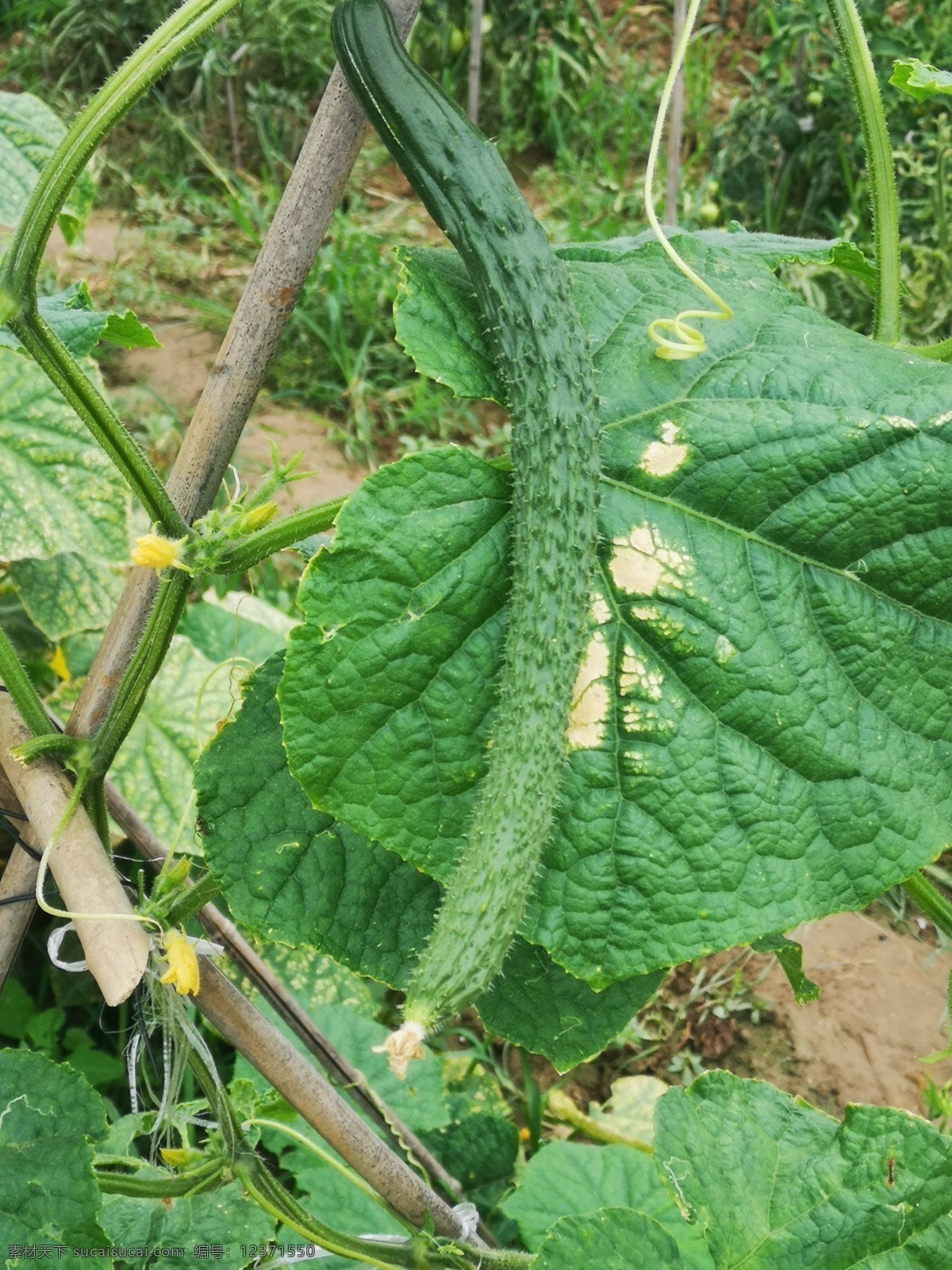 黄瓜架 黄瓜架子 黄瓜秧 黄瓜地 小黄瓜 黄瓜花 花草树木 生物世界 蔬菜
