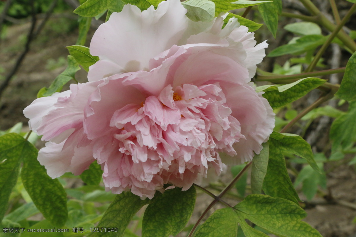 牡丹花 牡丹 鼠姑 木芍药 百雨金 洛阳花 花卉 花儿 花草 植物 园林绿化 绿化景观 花朵 芍药牡丹 生物世界