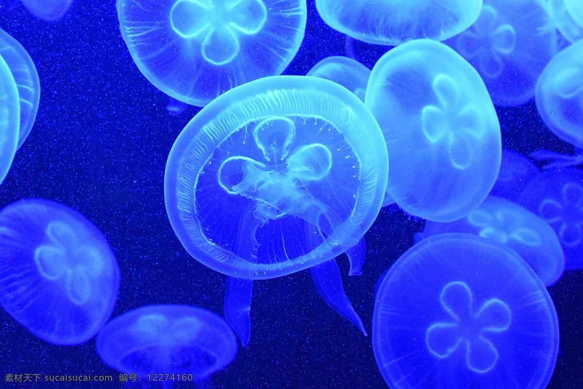 漂亮 蓝色 水母 漂亮的水母 蓝色水母 水生物 动物世界 海底世界 海洋生物 大水母 生物世界