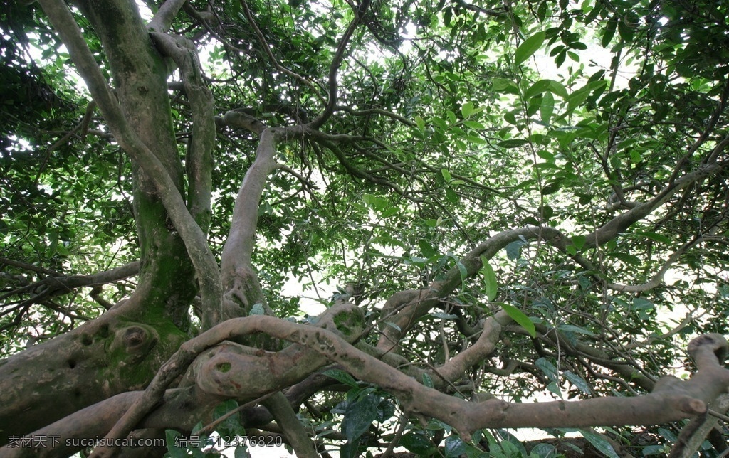 千年古茶树 高清图片 茶树 高清 树木树叶 生物世界