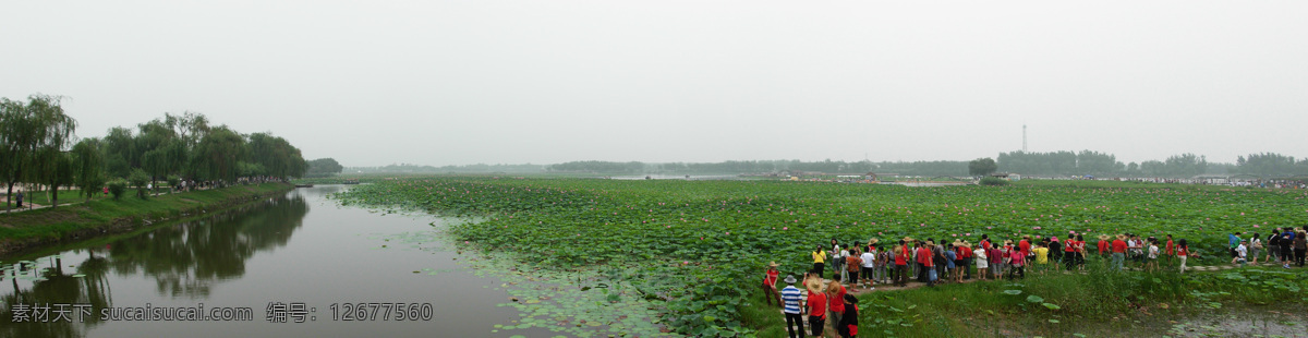白洋淀 荷花 广角 大幅面 景色 风景 美丽 水面 荷塘 国内旅游 旅游摄影