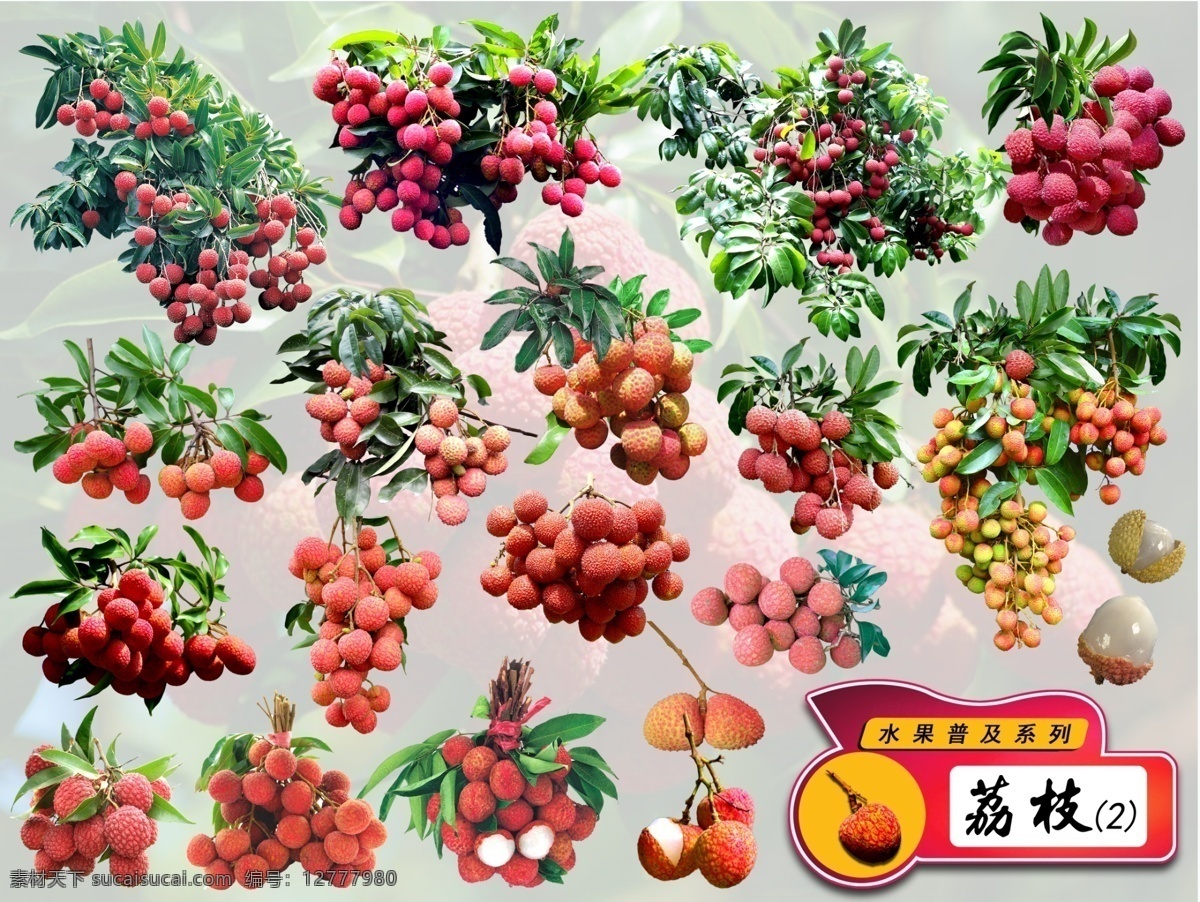 水果 普及 系列 荔枝 分层 水果系列 离枝 水果普及 岭南佳果 生物世界