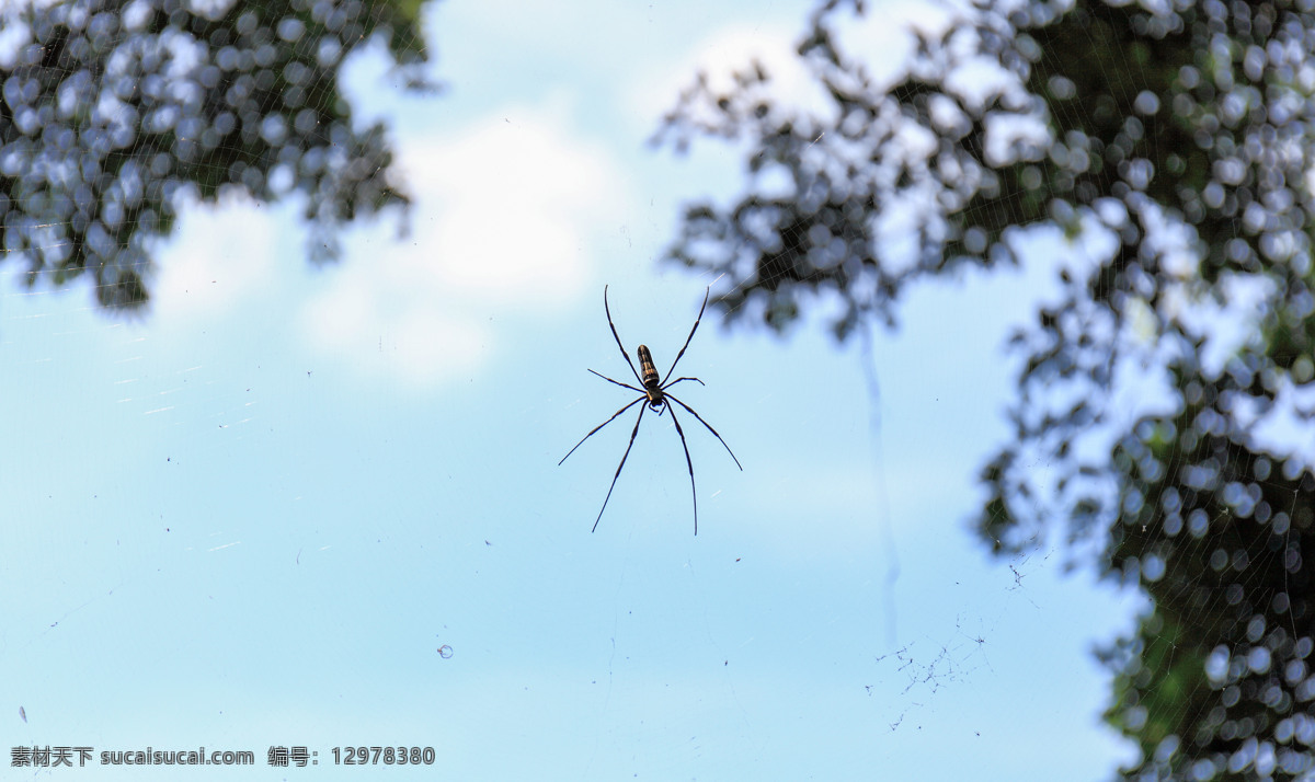 蜘蛛挂网上 蜘蛛 结网 挂在网上 昆虫 等待 生物世界