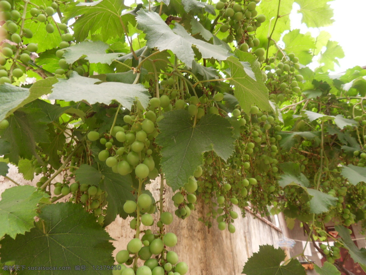 葡萄树 葡萄 葡萄架 小葡萄 水果 生物世界
