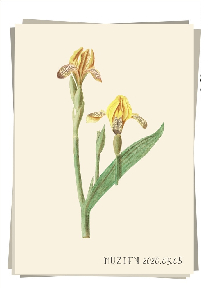 黄色鸢尾花 植物图鉴 鸢尾花 爱丽丝 花卉 植物 彩色图稿 画册 生物世界 花草