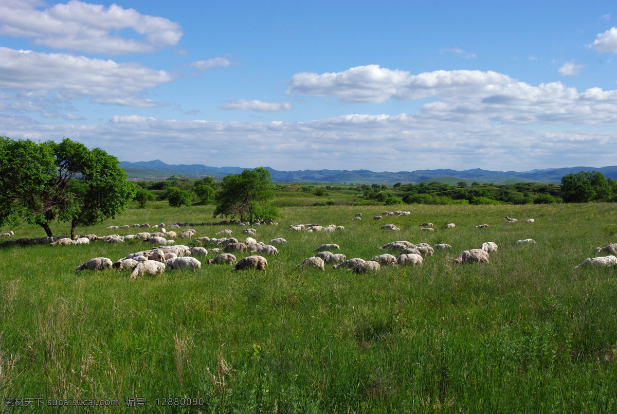 坝上风光 塞罕坝 夏季 风光 羊群 蓝天 白云 草地 自然景观 自然风景