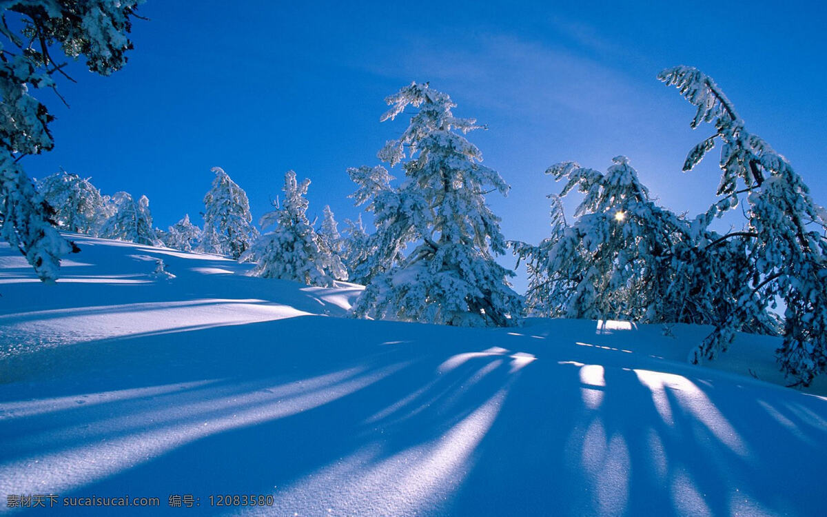 雪景免费下载 冬季 冬天 高原 户外 蓝天 雪景 雪松 松林 雾凇 背景图片