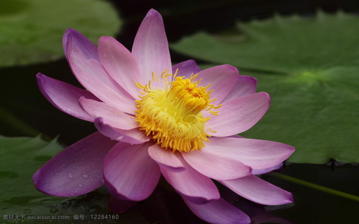 粉红色 莲花 高清 黑色