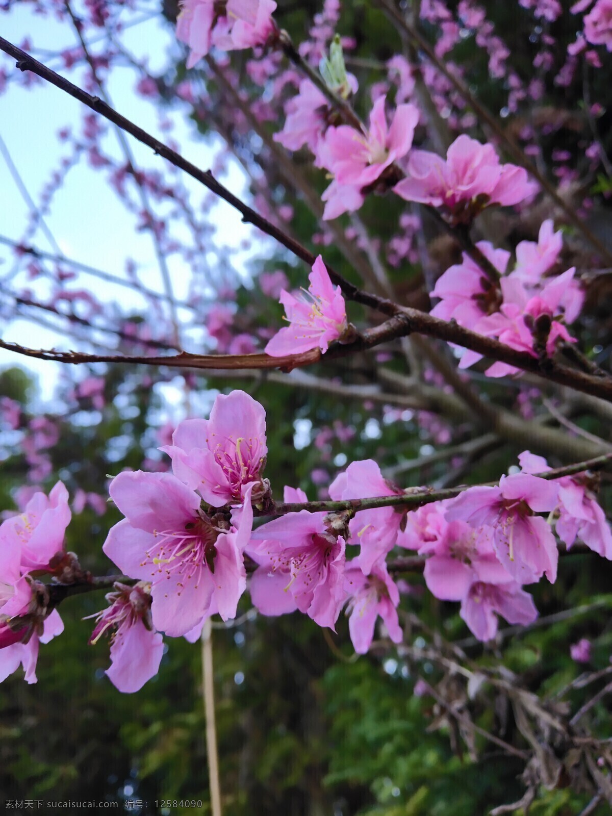 春天的桃花 桃红 尽在春 淡雅的色彩 芳香 清新 自然景观 田园风光