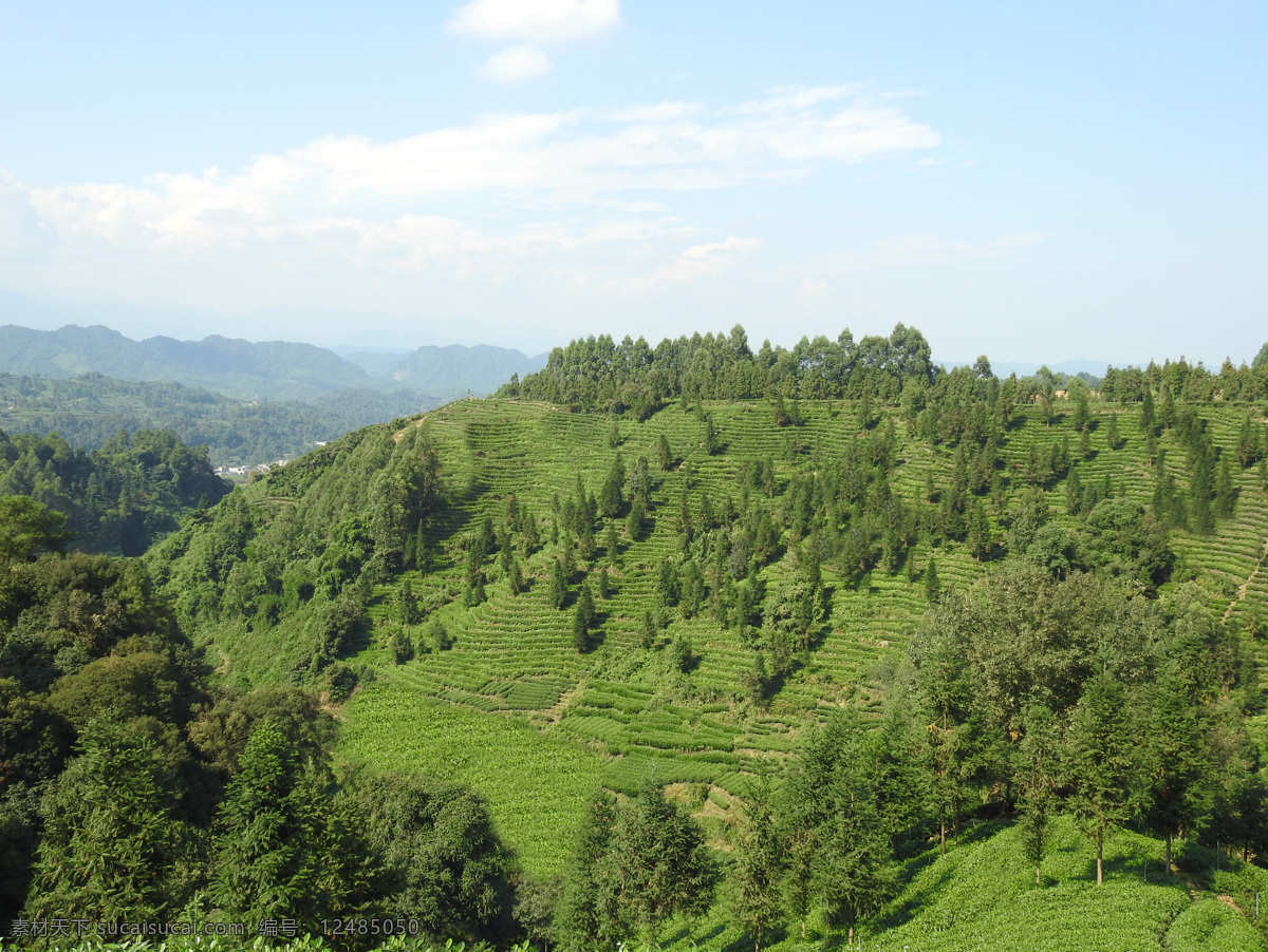 茶山 蓝天 白云 绿树 青山 自然景观 山水风景