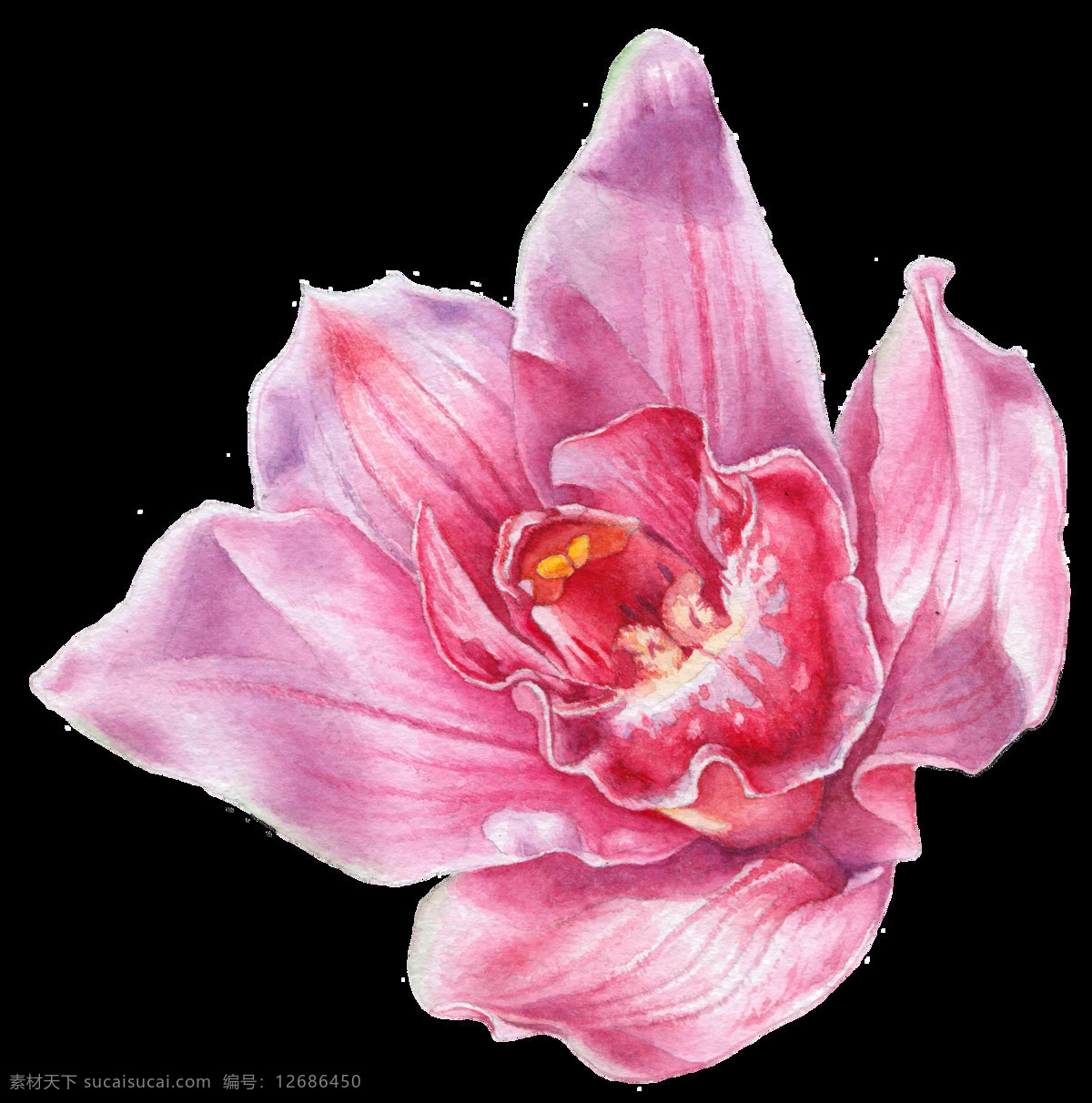 娇嫩 花朵 透明 逼真 粉红色 花纹 免扣素材 透明素材 唯美 装饰图案