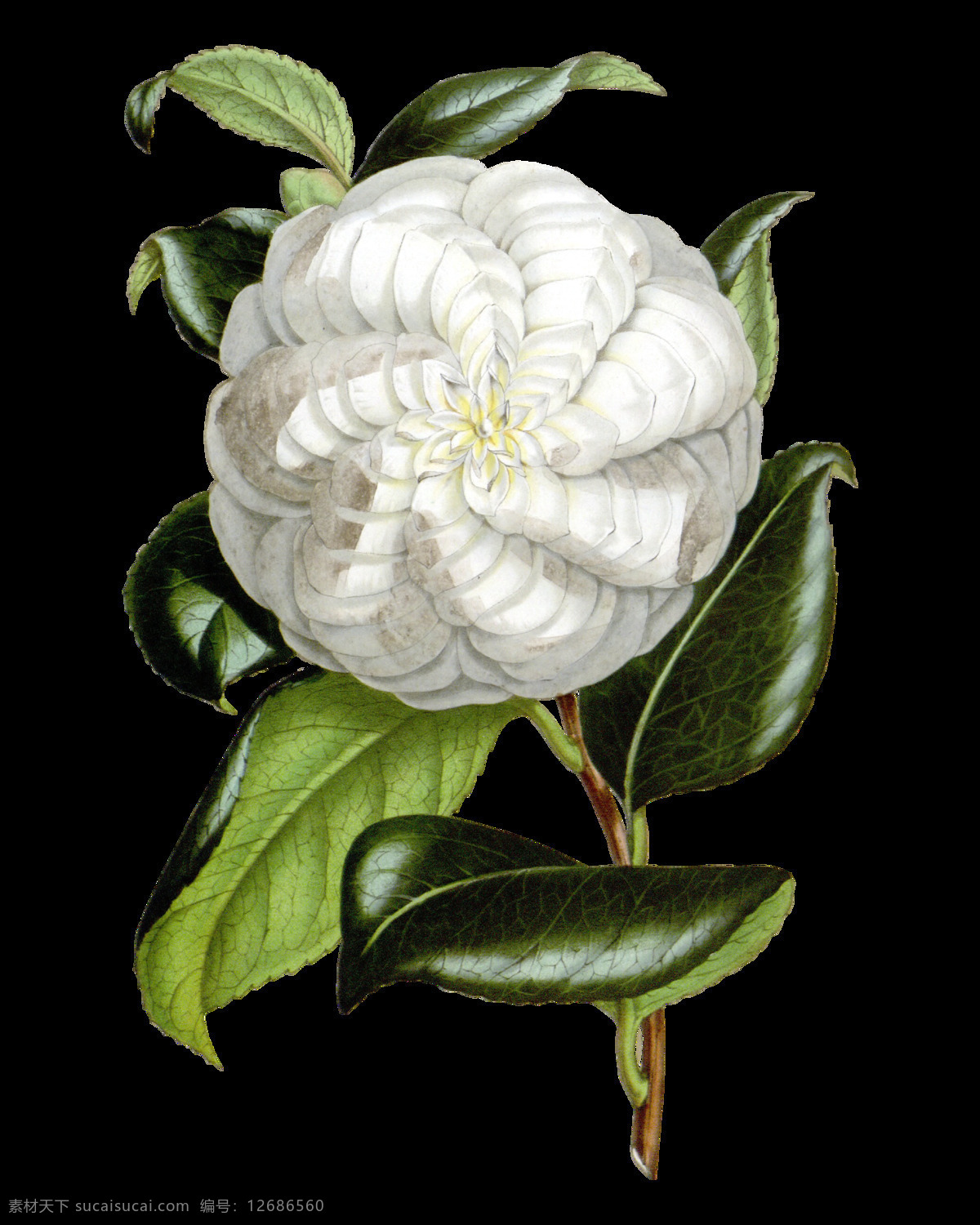 白色 绿叶 茶花 装饰 元素 白色茶花 含苞待放 梦幻花朵 矢量花朵 手绘花朵素材 鲜花花朵 鲜花花蕾 鲜花素材花卉