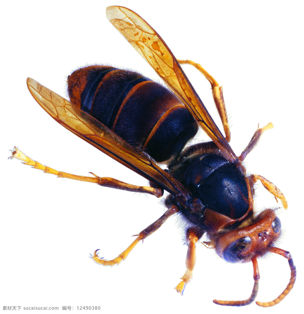 大黄蜂 黄蜂 蜜蜂 翅膀 昆虫 生物世界