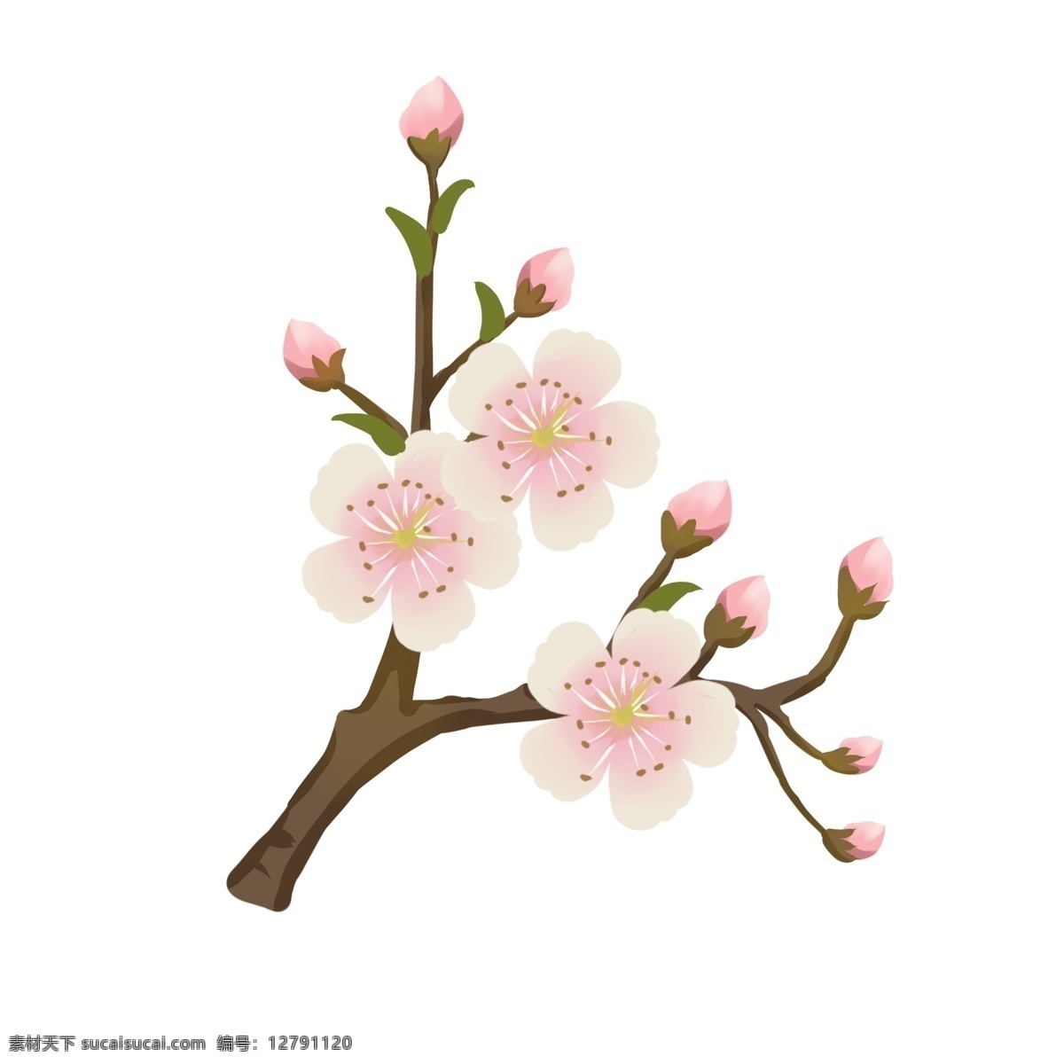 梨花 粉色 花朵 花枝 花卉 手绘 春季 装饰 简约 风 春季装饰