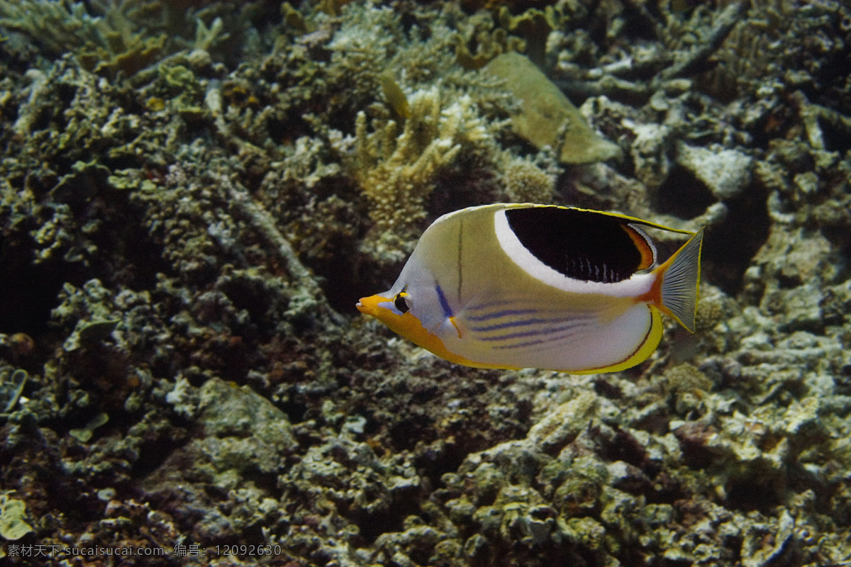 海洋生物 海底世界 海洋 海洋鱼类 珊瑚 生物世界 鱼 鱼类 洋生物