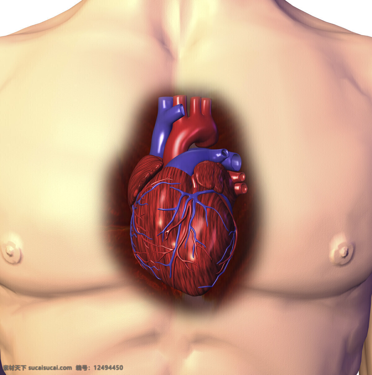 心脏 器官 人体器官 心 3d器官 人体研究 医学器官 人体解剖 医学器官图鉴 医疗护理 现代科技