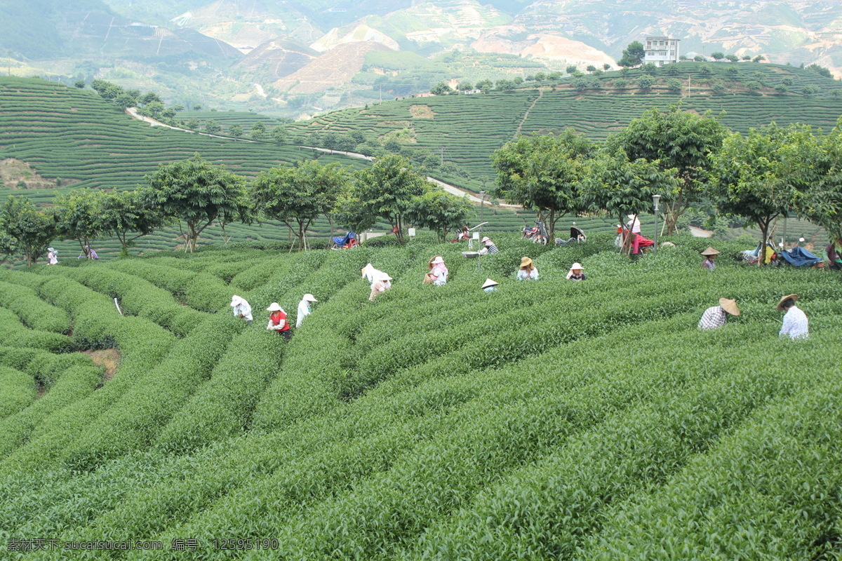 茶山 茶叶 绿色 山 蓝天 田园风光 自然景观