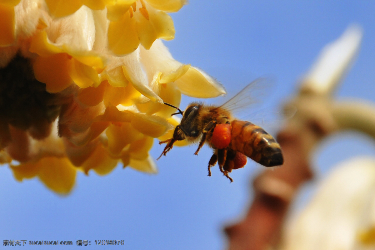 蜜蜂采蜜 蜜蜂 采蜜 昆虫 生物世界 黄色