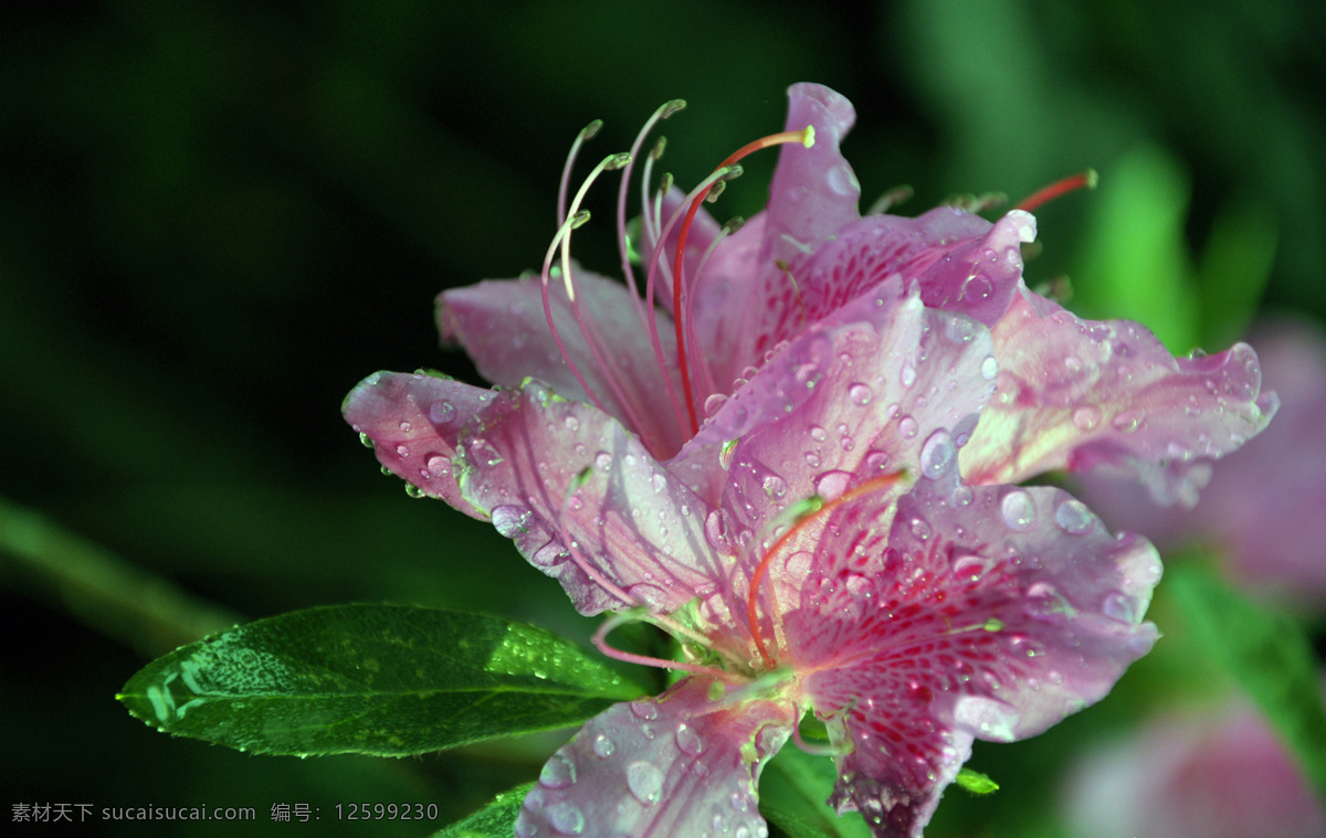 春花 春天 花草 花卉 露水 露珠 绿叶 朱顶红 鲜花 灿烂花朵 娇艳欲滴 盛开的花朵 生物世界 psd源文件