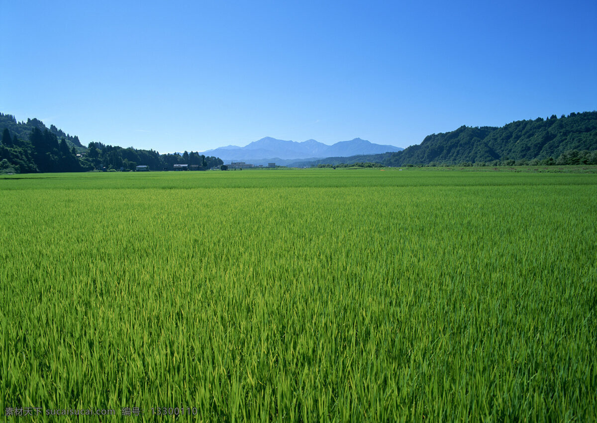 春天的田野