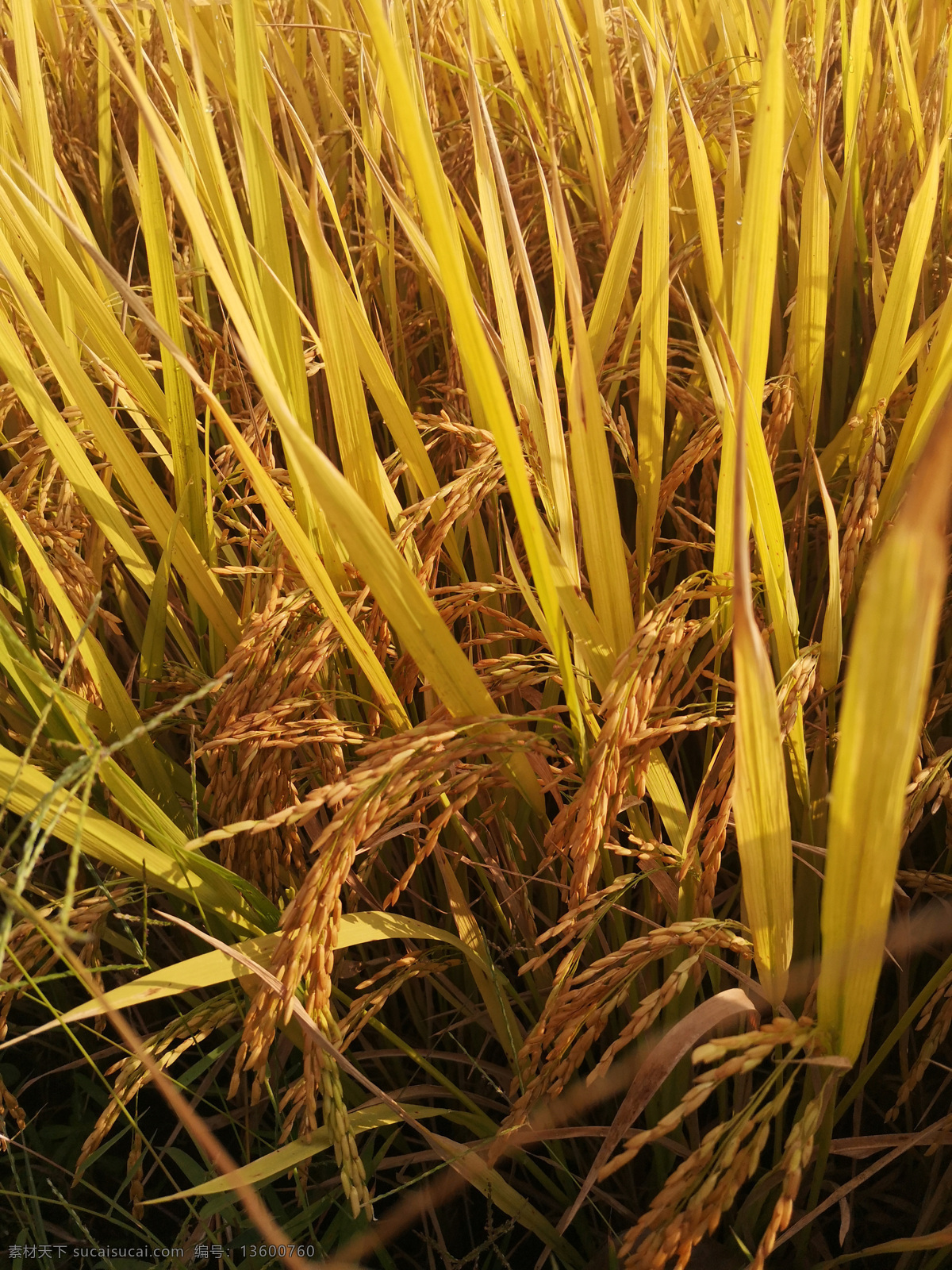水稻特写 金黄色 庄稼熟了 科普图 收获的季节 自然景观 自然风景