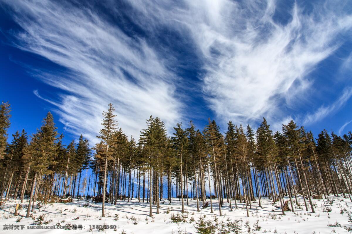 树林美景 树林 蓝天 天空 冬季 雪景 多娇江山 自然景观 自然风景