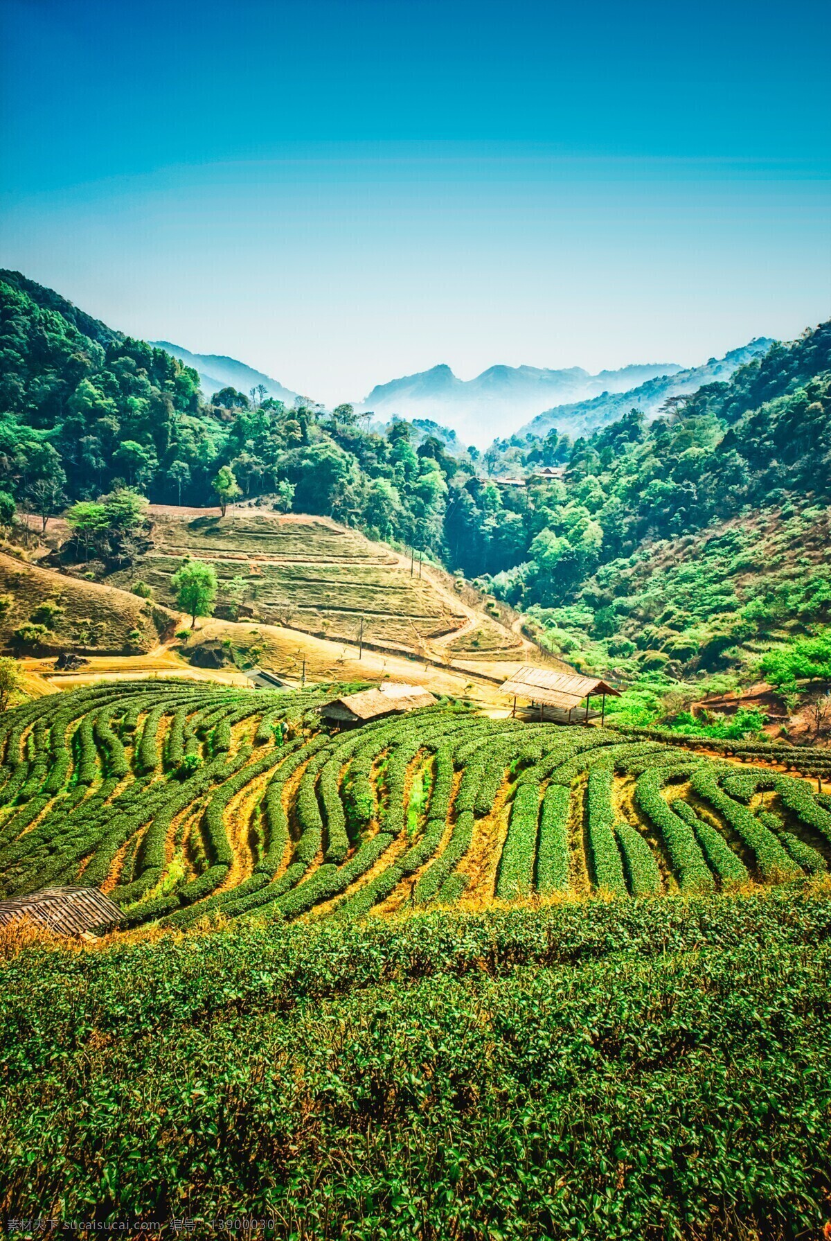 茶园图片 茶园 采茶 茶山 生态茶园 有机茶园 新茶 绿茶 自然景观 自然风景