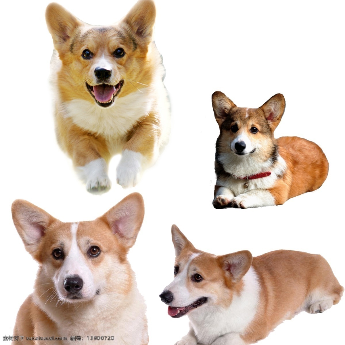威尔士 柯基 犬 宠物狗 狗 分层 素材图片 分层素材 psd源文件