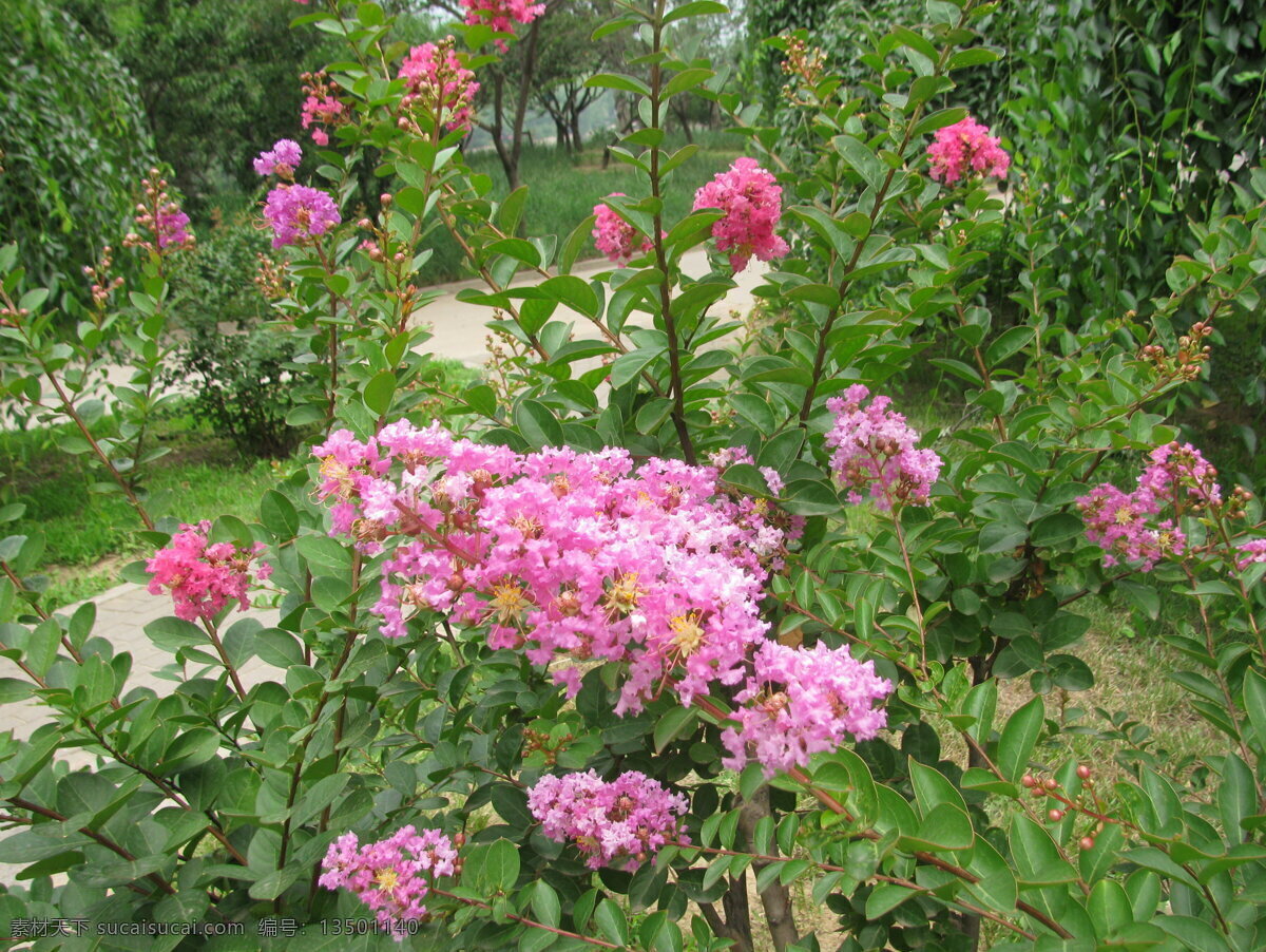 紫薇花 满堂红 灌木 紫薇 花卉 枝叶 花儿 花草 园林绿化 绿化景观 生物世界