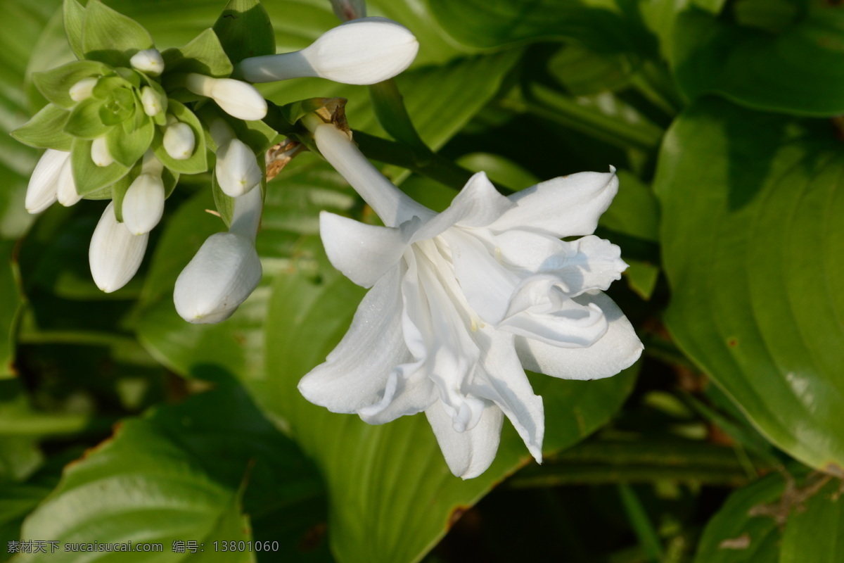 玉簪花 玉春棒 白鹤花 玉泡花 白玉簪 花卉 花儿 花骨朵 花草 植物 园林绿化 绿化景观 花卉大观园 生物世界