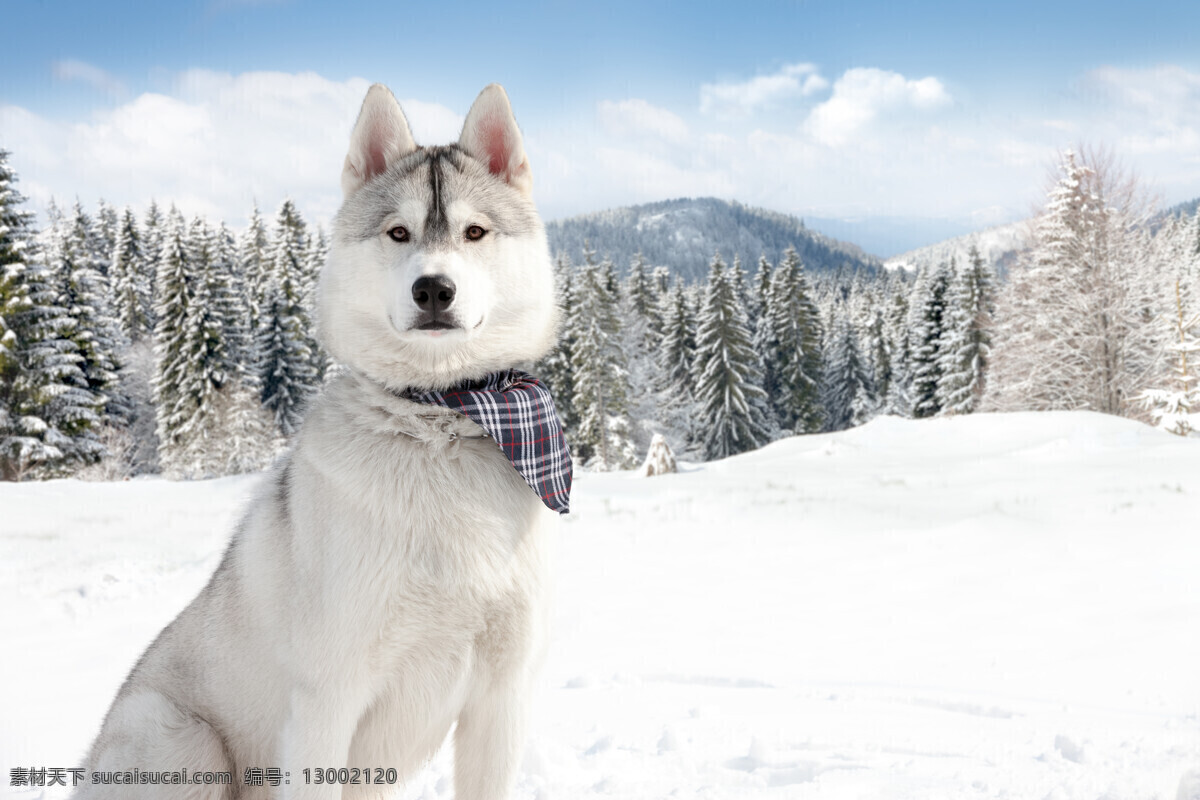阿拉斯加 雪橇 犬 雪橇犬图片 雪橇犬 西伯利亚 士奇 冬天 雪地