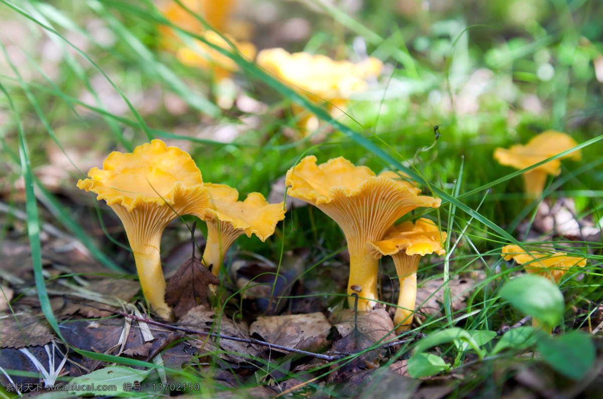 草丛 中 蘑菇 菌类 食品 落叶 蘑菇图片 餐饮美食