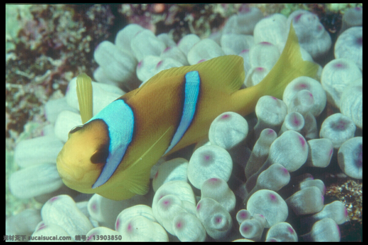 热带鱼 海底生物 海底世界 海底鱼类 海洋生物 生物世界 珊瑚丛 小丑鱼 尼莫