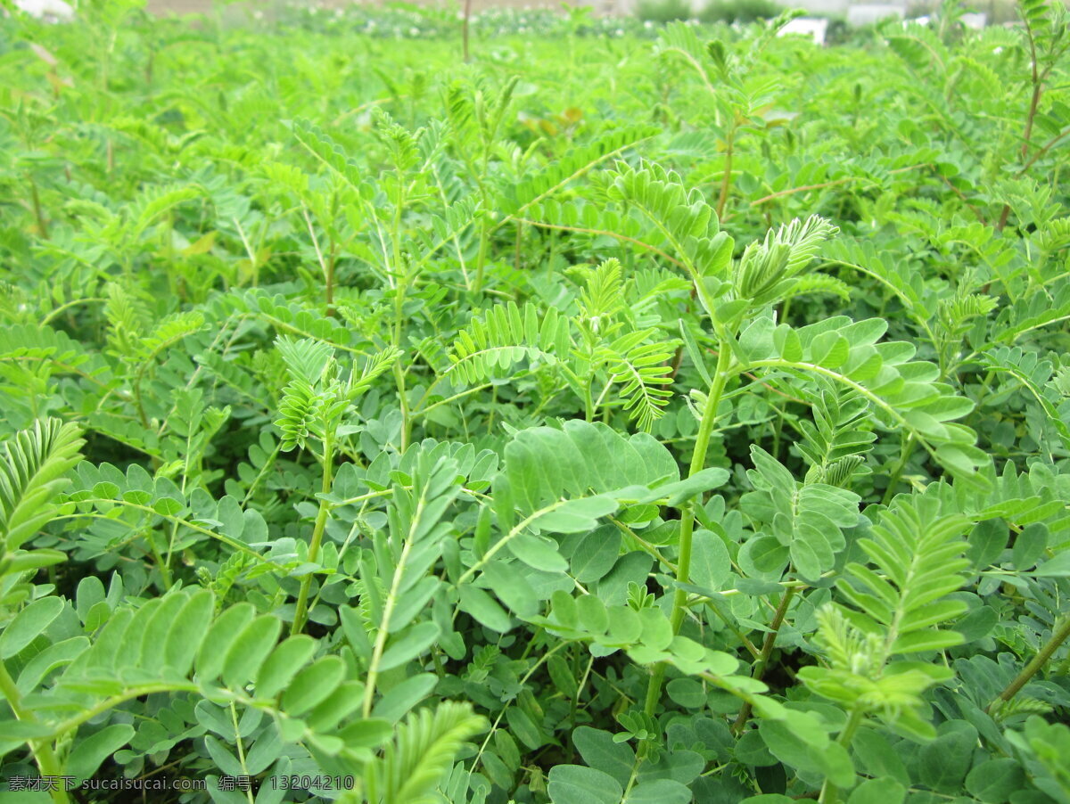 黄芪 黄芪图片 花草 生物世界 黄芪种植基地 自然风景 自然景观