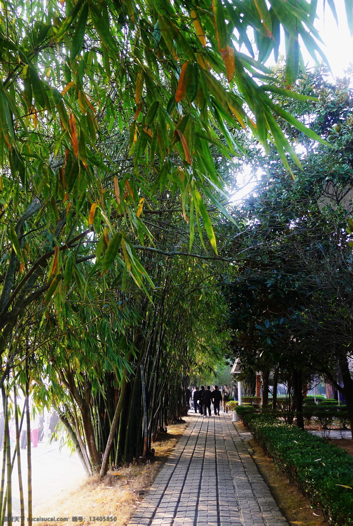 柳 溪 竹 路 道路 竹林 自然风景 自然景观 柳溪的竹路 矢量图 日常生活