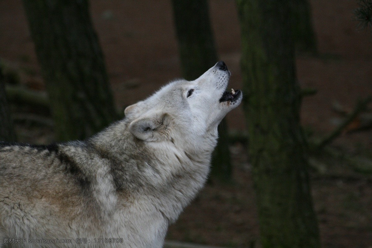 嚎叫的野狼 嚎叫 野狼 冬天 觅食 野生动物 生物世界