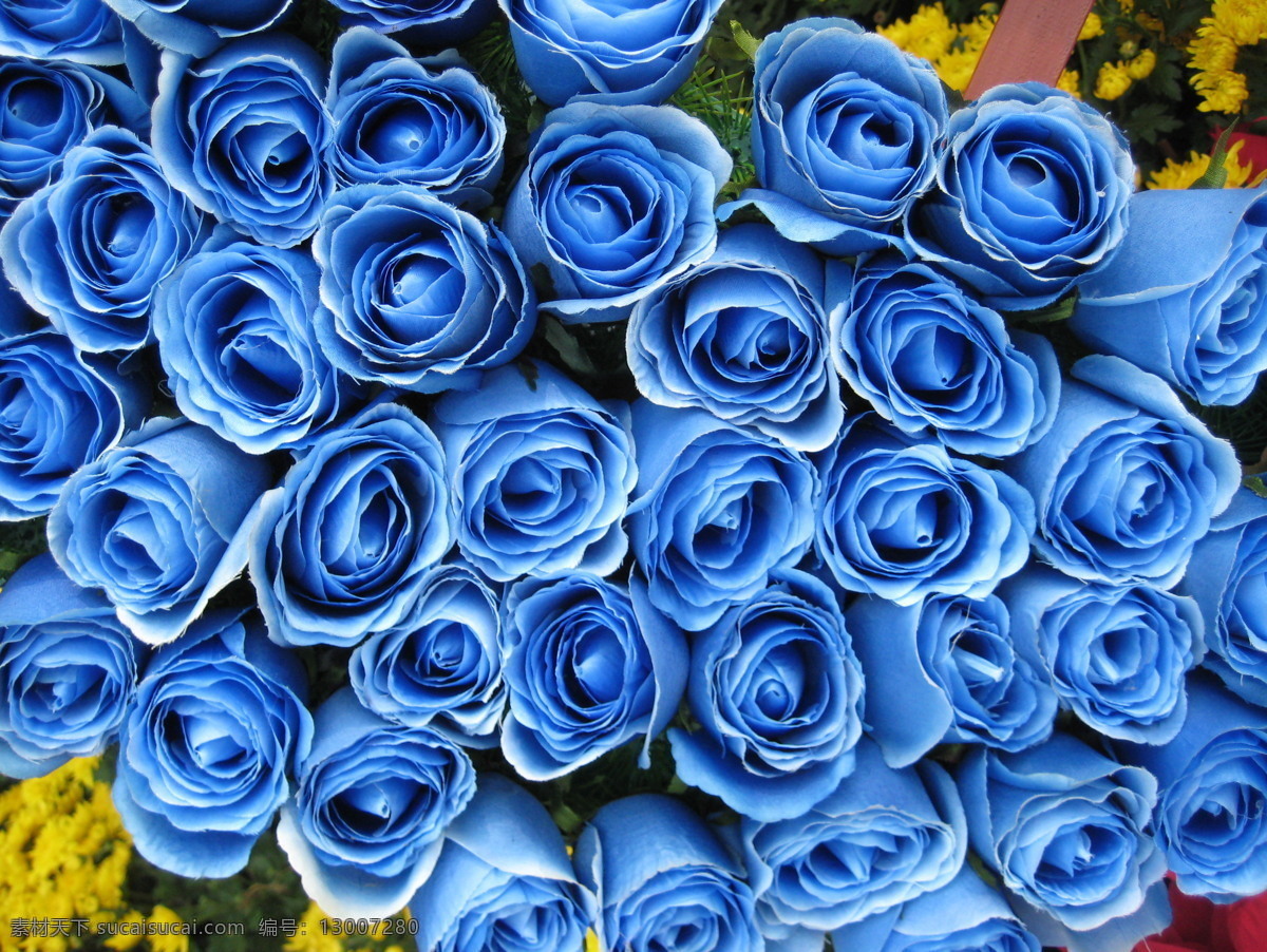蓝色玫瑰 鲜花 情人节 蓝色妖姬 浪漫 温馨 摄影图库 花草 生物世界