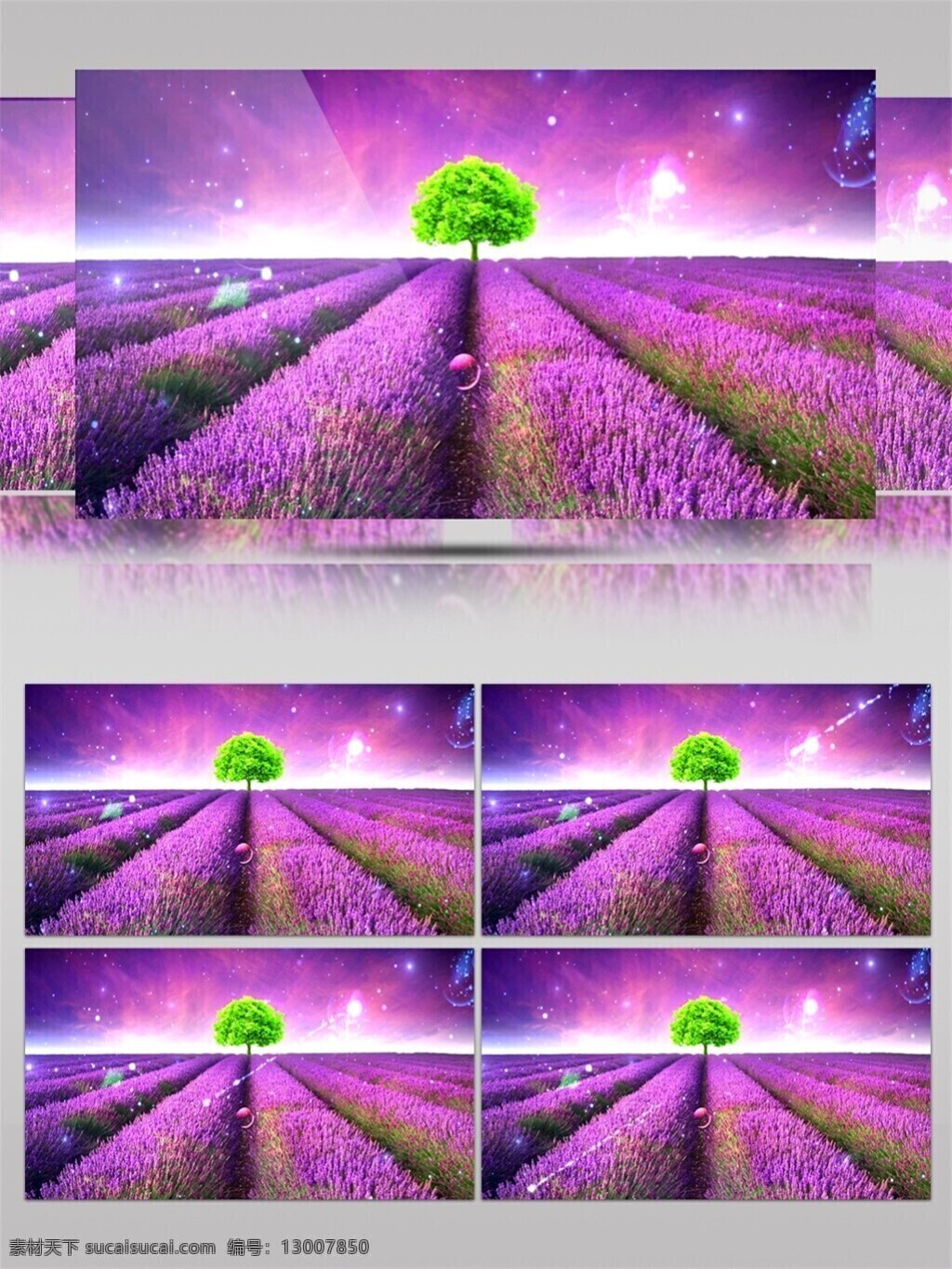 紫色 薰衣草 视频 梦幻紫色 紫色花田 立体几何 装饰风格 高清 背景