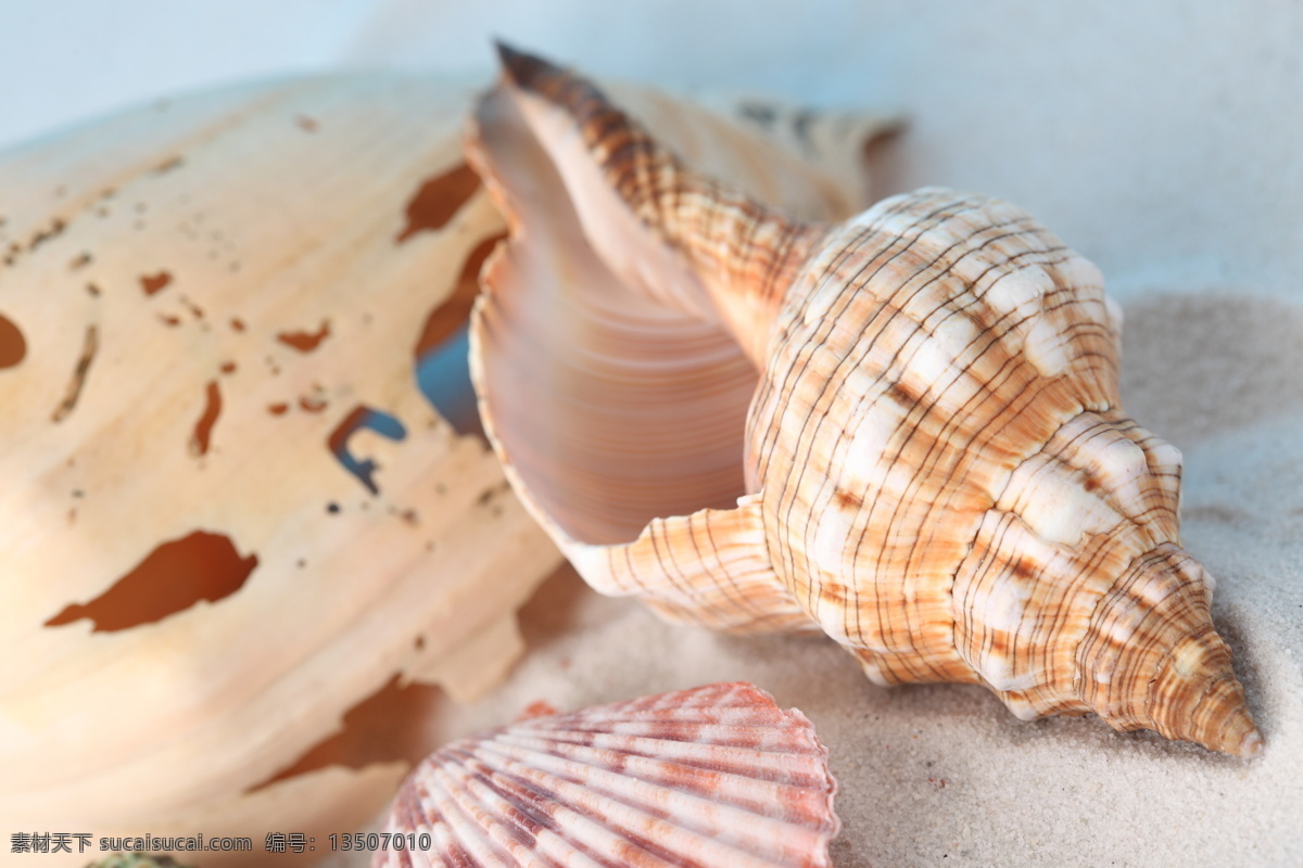 躺 海螺 贝壳 海底动物 海底世界 海水 海洋生物 动物 海洋海边 自然景观 白色