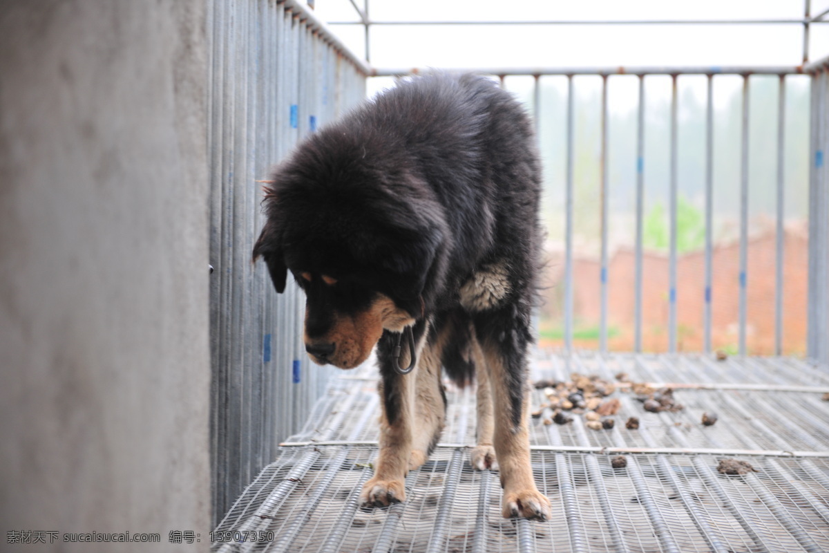 藏獒 獒 狗 牲畜 动物 獒园 养殖 雪獒 生物世界 家禽家畜