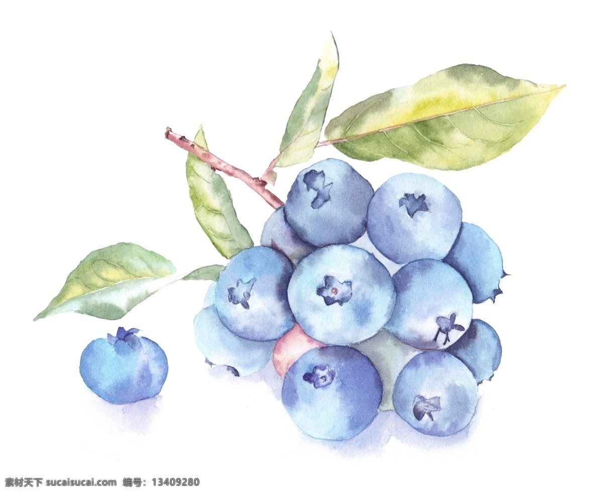 手绘蓝莓 手绘 水果 水彩 粉彩 卡通 蓝莓 叶子