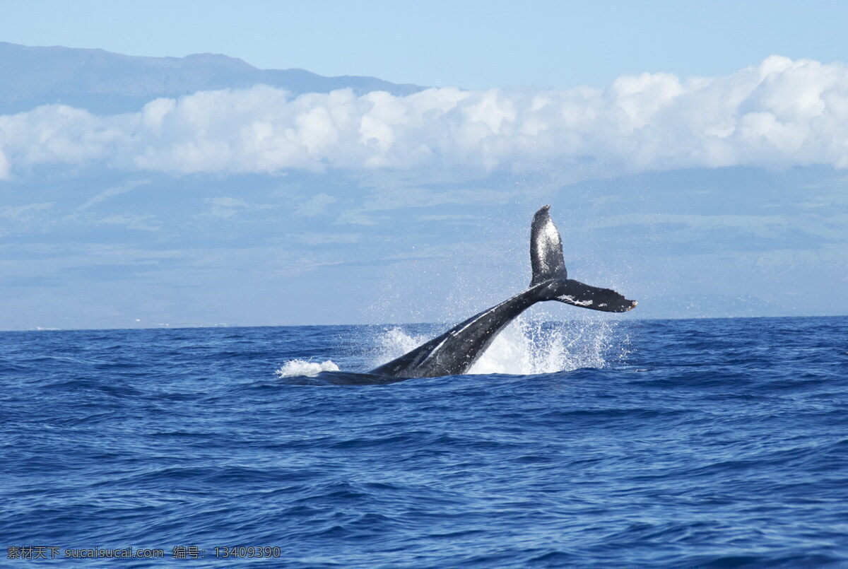 鲸鱼尾巴 鲸鱼 大鲸鱼 尾巴 尾鳍 水面 出水 水花 海面 大海 海洋 海水 蓝色大海 地平线 海洋生物 动物 生物世界 动物世界