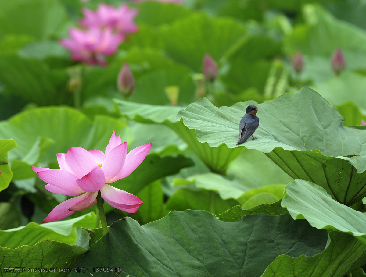 荷花 荷叶 小鸟 池塘 风景 花草 生物世界