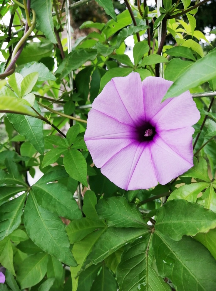 牵牛花 喇叭花 篱笆花 紫色花 花朵 叶子 植物 生物世界 花草