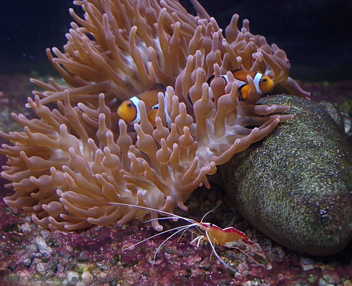 鱼 海底 珊瑚 海 大海 深海 海洋 海葵 珊瑚礁 热带咸水鱼 海葵鱼 热带鱼 鱼类 动物 海洋动物 海洋馆 红小丑 公子小丑鱼 透红小丑鱼 五彩海底 五彩珊瑚 宠物 昆虫 生物世界