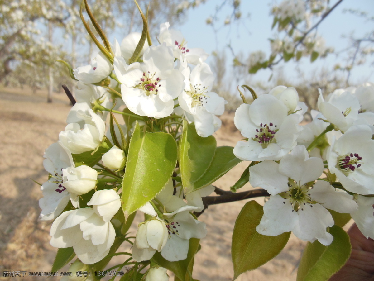 梨花 白色花 春天 高清图 花瓣 花草 花蕊 蓝天 梨树 生物世界 psd源文件