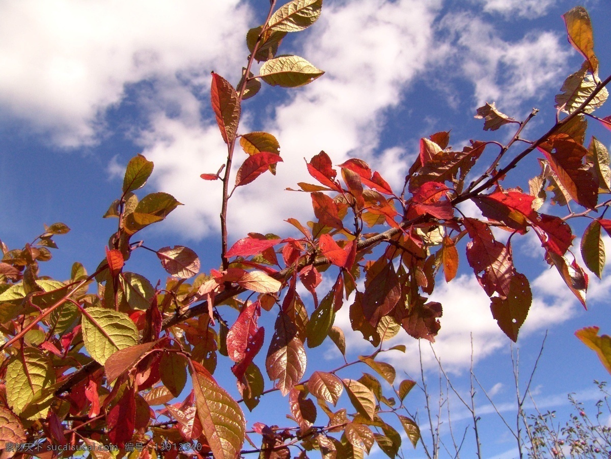蓝天 下 红叶 树叶 植物 树枝 秋天 蓝天下的红叶 其他风光 风景图片