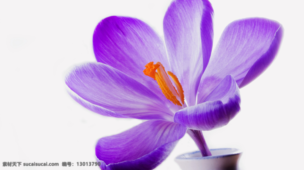 花朵 紫色花 花蕊 高清 花瓣 实拍 花 生物世界 花草