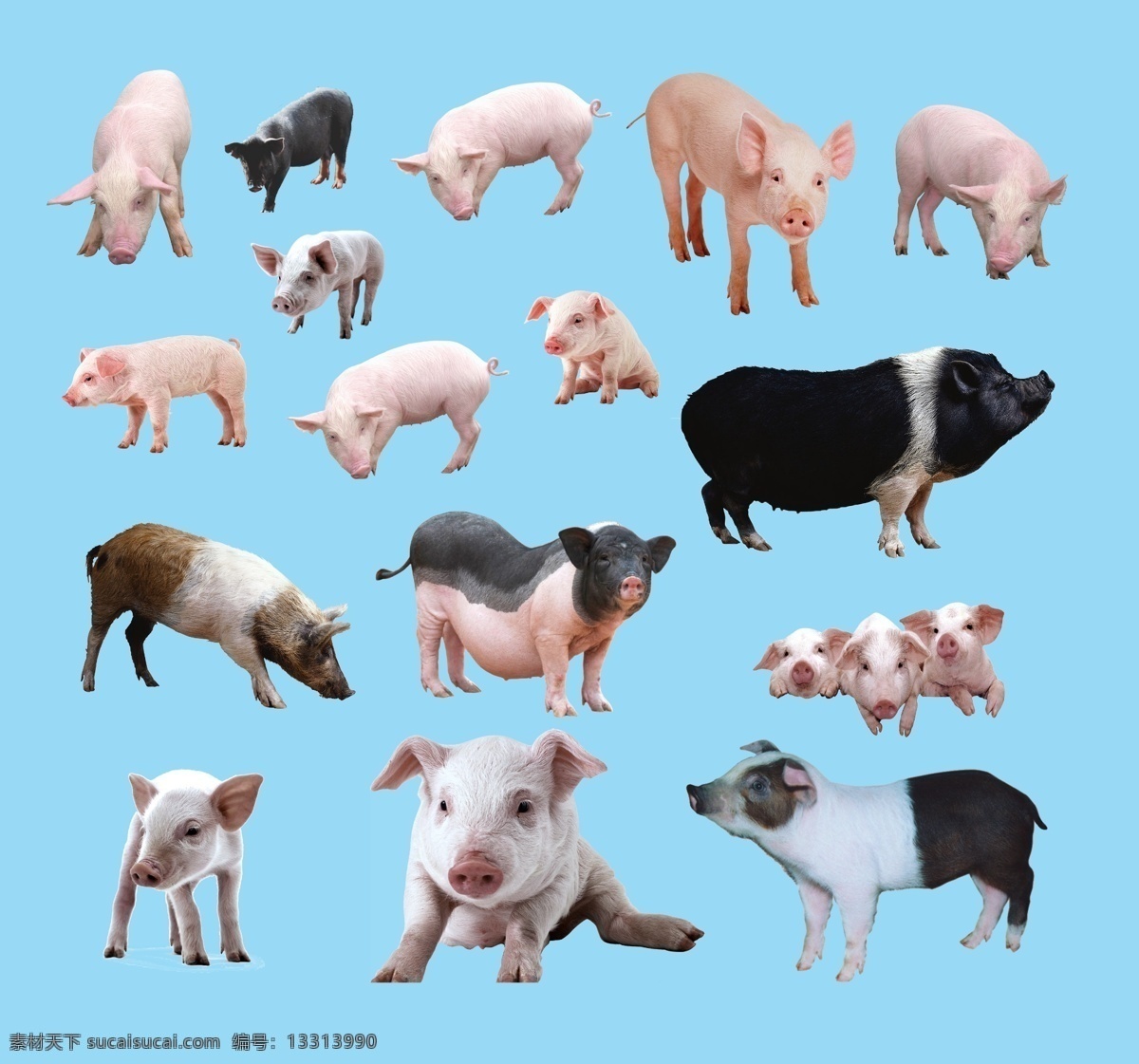 动物 猪素材 白猪 黑猪